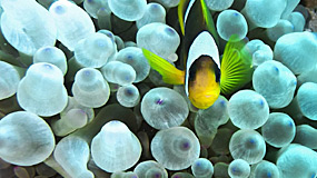 A lo largo de los años, EMS ha diseñado y desarrollado diverso hardware personalizado que no se encontraba en el mercado y que se necesitaba para resolver problemas específicos.